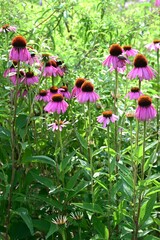 Echinacea flowers. Asteraceae perennial herb. Flowering season is from July to October, with...