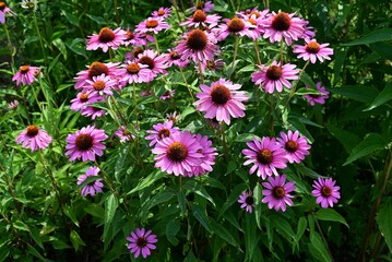Echinacea flowers. Asteraceae perennial herb. Flowering season is from July to October, with tubular flowers swelling and ray flowers slightly pointing downward.