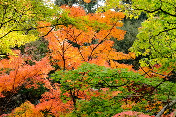 京都、紅葉、佛寺、寺院、文化財、木造建築、古代建築、日本文化、歷史名勝、古都京都の文化財、木、綠色、青空、秋、絶景、写真素材	
