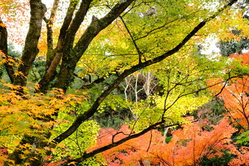 京都、紅葉、佛寺、寺院、文化財、木造建築、古代建築、日本文化、歷史名勝、古都京都の文化財、木、綠色、青空、秋、絶景、写真素材	
