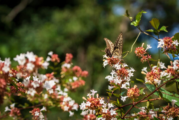 アベリアの花とアゲハ蝶