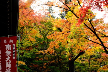 京都、紅葉、佛寺、寺院、文化財、木造建築、古代建築、日本文化、歷史名勝、古都京都の文化財、木、綠色、青空、秋、絶景、写真素材	
