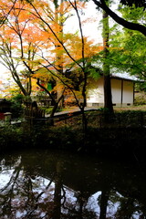 Obraz premium 京都、紅葉、佛寺、寺院、文化財、木造建築、古代建築、日本文化、歷史名勝、古都京都の文化財、木、綠色、青空、秋、絶景、写真素材 