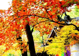 京都、紅葉、佛寺、寺院、文化財、木造建築、古代建築、日本文化、歷史名勝、古都京都の文化財、木、綠色、青空、秋、絶景、写真素材	
