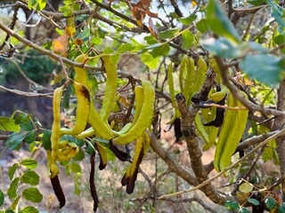 Young Carob Tree with Green Pods Ripening Under the Mediterranean Sun.