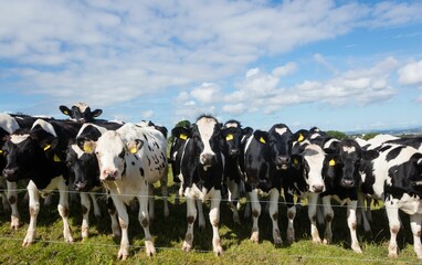 Cows at farm on sunny day