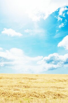 Fototapeta Flat design illustration is showing harvested field with golden straw stubble and cumulus clouds