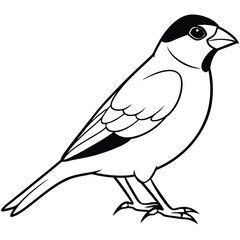 Fototapeta premium finch bird outline illustration