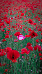 빨간 양귀비 꽃들