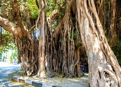 Zamalek tree near the Cairo tower. An old Banyan tree