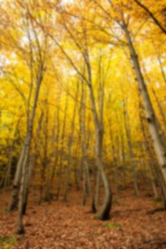 Fototapeta Trees on field during autumn