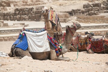 Camels resting in the Egyptian desert sand near Giza