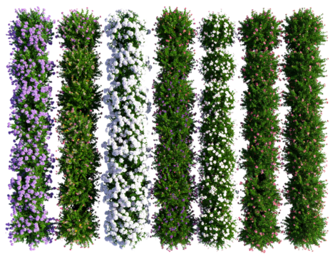 Aerial view flowers blossoms row cutout on transparent backgrounds 3d rendering png  