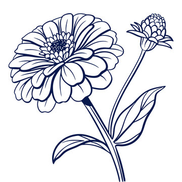 vector illustration of zinnia