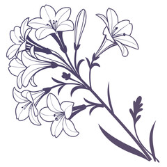 black and white verbena