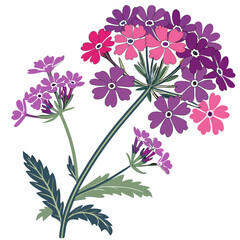 verbena background