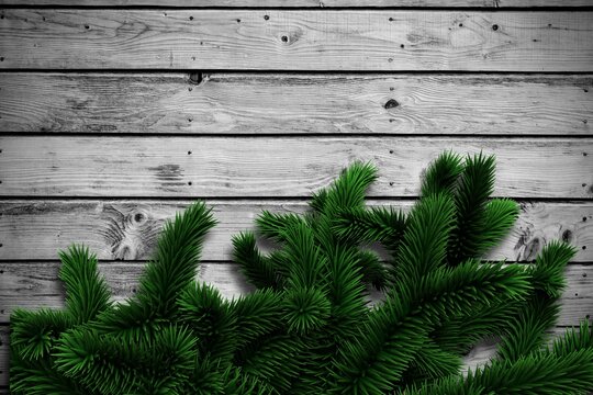 Fototapeta Fir branches on wooden planks