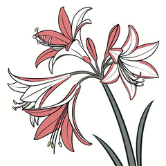 vector illustration of spider lily