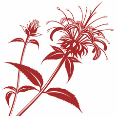 red and white scarlet bee balm