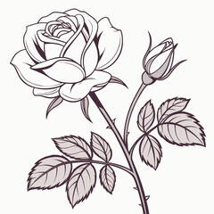 vector illustration of cabbage rose