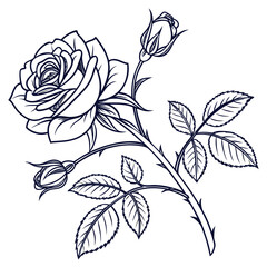 black and white cabbage rose