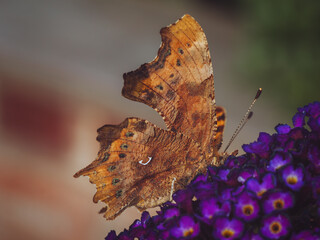 A close-up of the underside of a wing of a Comma butterfly