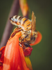 A bee cutting through the base of a red cardinal flower to get to the nectar