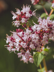 A close-up of pink Wild Marjoram flowers