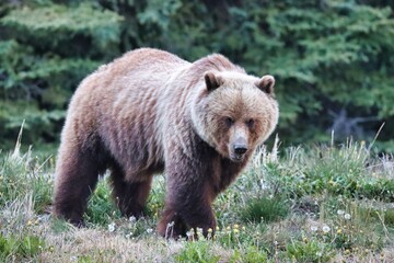 Fototapeta premium Yukon Territories, Canada