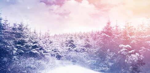 Scenic view of snow covered trees