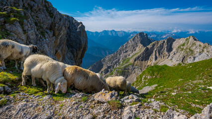 Flock of sheep in the Alps on top of the Karwendel on the border of Germany and Austria on sunny day