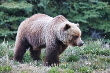 Yukon Territories, Canada