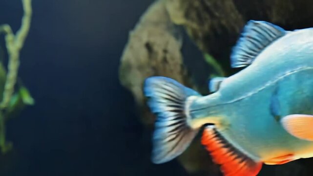 Colorful piranha fish swimming in dark aquarium water