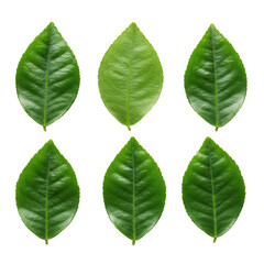 Six vibrant emerald green citrus leaves with intricate venation, perfectly preserved and glossy, arranged in two rows on a transparent background with negative space, top-down flat lay, no shadows.