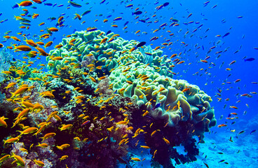 coral reef in the sea