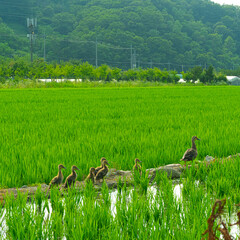논밭에 있는 새끼오리와 어미오리