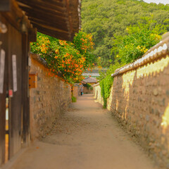 능소화가 핀 골목길과 전통집