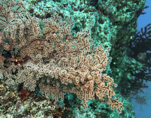 coral reef