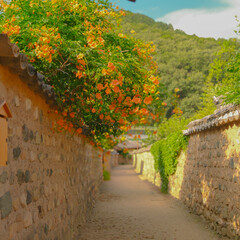 남평문씨 인흥마을 능소화