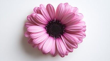 Obraz premium Tender Pink Daisy Flower with a Distinct Black Center on a White Backdrop