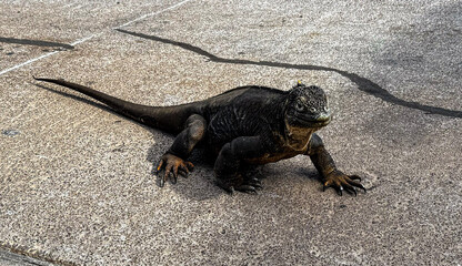iguana from galapagos