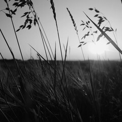 Obraz premium silhouette of grass