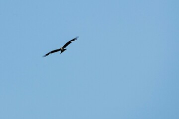 Milan noir en vol majestueux dans le ciel