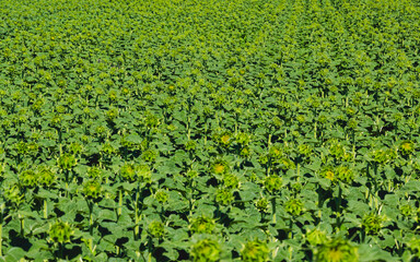 Champ de tournesols avant floraison, plein cadre