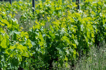 Accroissement de la vigne au printemps