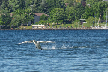 Obraz premium Amerrissage élégant d’un cygne sur le lac Léman