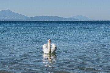 Cygne en balade sur les eaux calmes du lac Léman