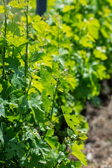 Accroissement de la vigne au printemps