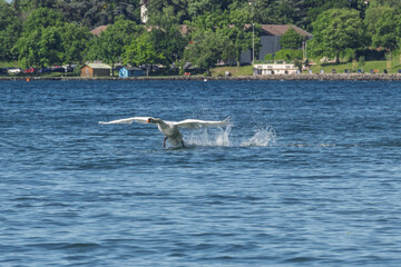 Amerrissage &eacute;l&eacute;gant d&rsquo;un cygne sur le lac L&eacute;man