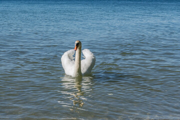 Cygne en balade sur les eaux calmes du lac Léman